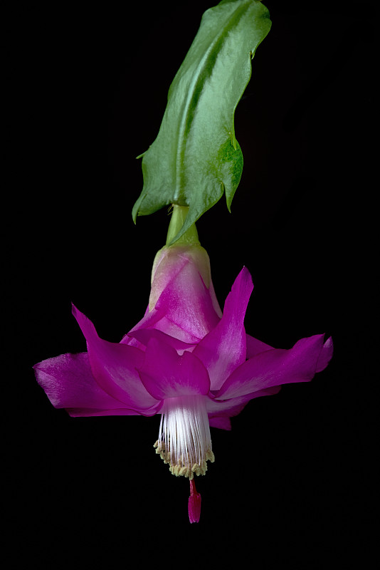 圣诞仙人掌(Schlumbergera)