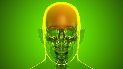 人体骨骼、颅骨、额骨解剖学的医学概念