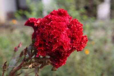 红色夹竹桃花