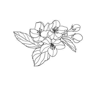 盛开的苹果树枝线性插图