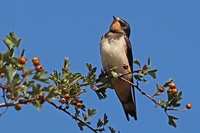 乡村燕子(Hirundo rustica)。