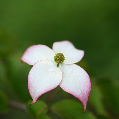 山茱萸花