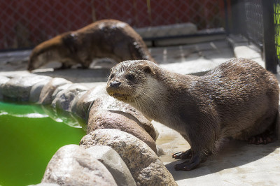 河水獭特写
