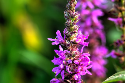 Lythrum。场花。
