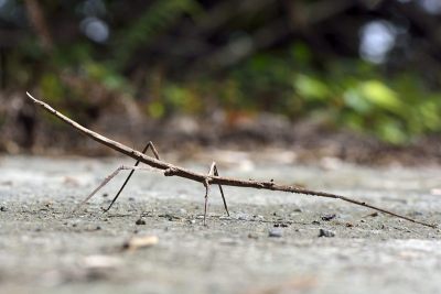 Phasmatodea