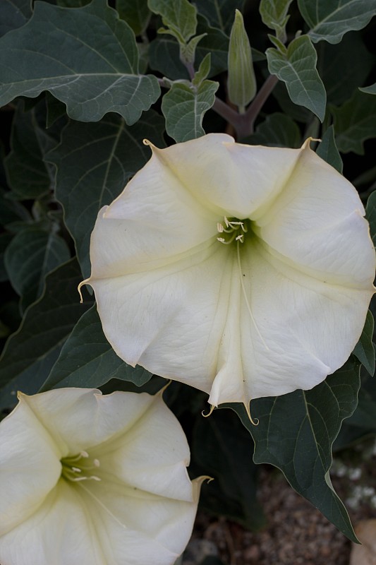 Datura wrightii -约书亚树np - 040920 a