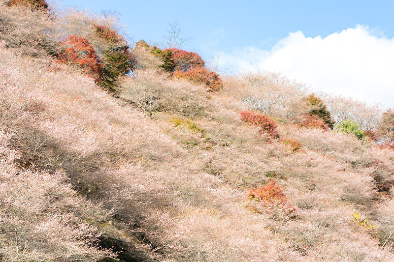 日本名古屋，原丰田