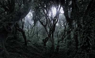 热带雨林