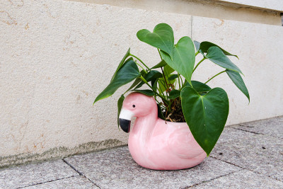 花烛属植物