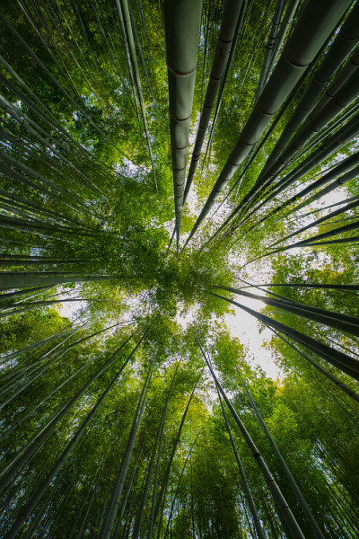 竹林在传统的护林
