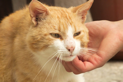 头像的虎斑橙猫享受抚摸