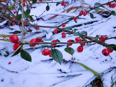 雪中的棉花果