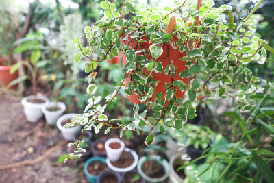 无花果，攀缘无花果或桑科