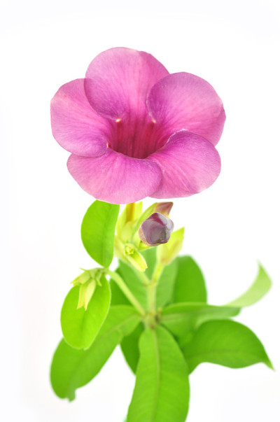 紫色的花