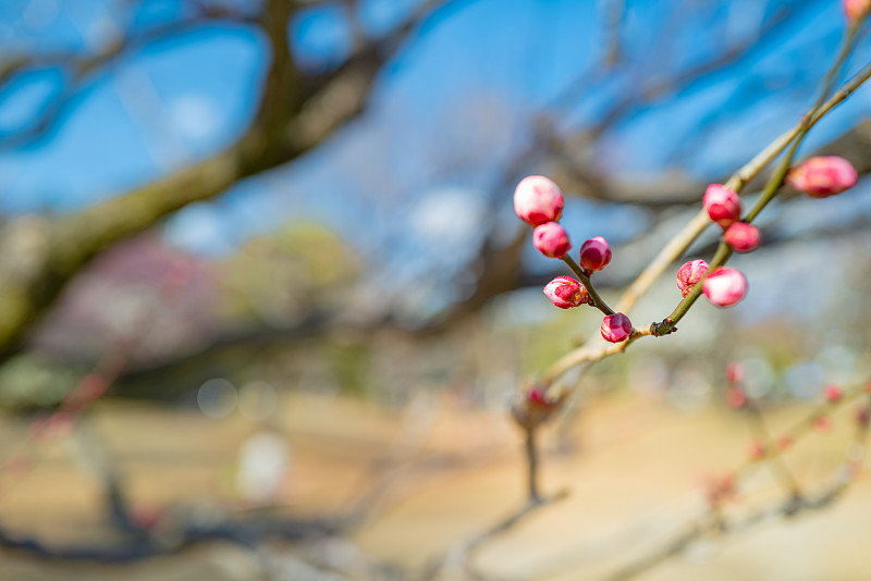 春天，公园里的梅花开了花