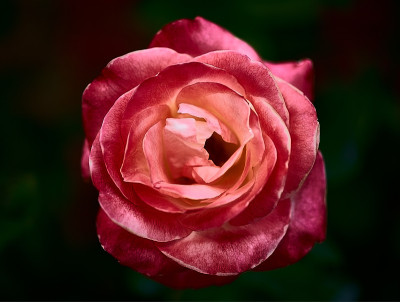 花,玫瑰