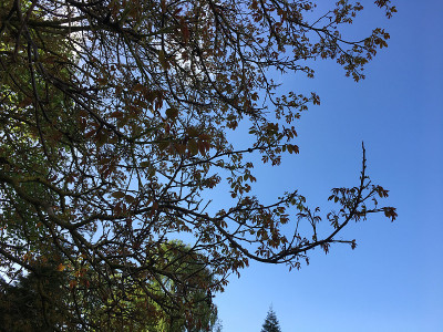 普通核桃树在2018年5月下旬开花