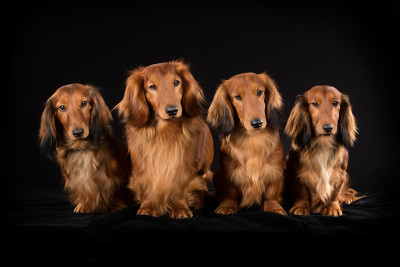 4只长毛腊肠犬