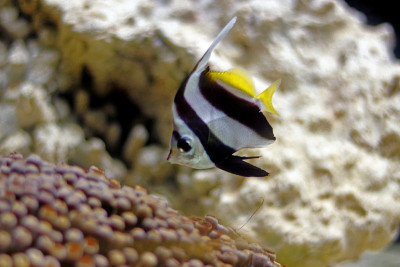 黑白蝴蝶鱼
(Heniochus acuminata)