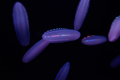 水母