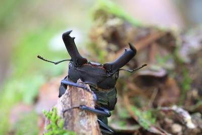 命运之日beetle