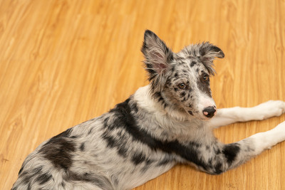 小狗边境牧羊犬梅尔