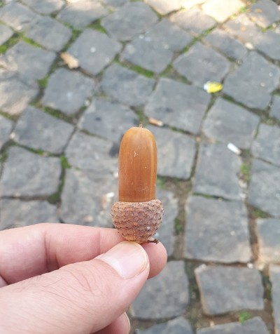 橡子果实在手