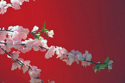 红色背景上盛开的梅花象征着中国新年和农历节日的概念