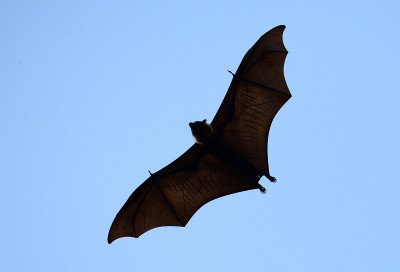 lyie的flyingfox
