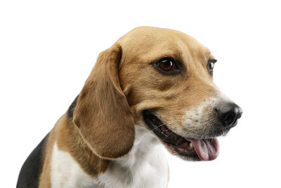 可爱的小猎犬的肖像
