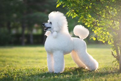 白色皇家贵宾犬。