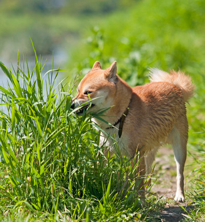 日本柴犬吃草
