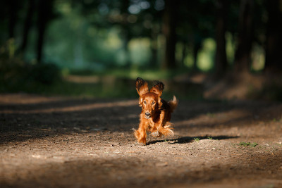 腊肠犬的天性