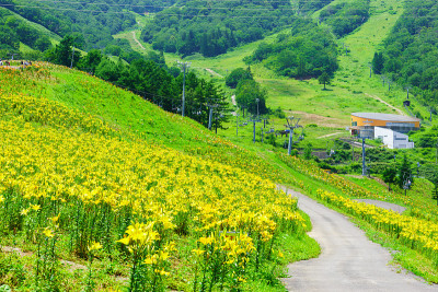百合花园