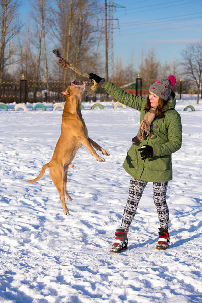 一个年轻女子在冬天和美国比特犬玩耍