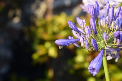 Agapanthus，一种南非蓝百合花