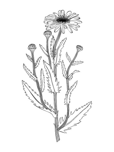 甘菊画