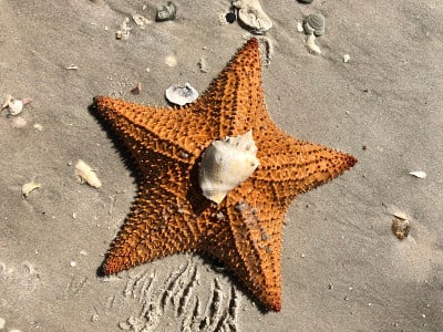 海星在岸边