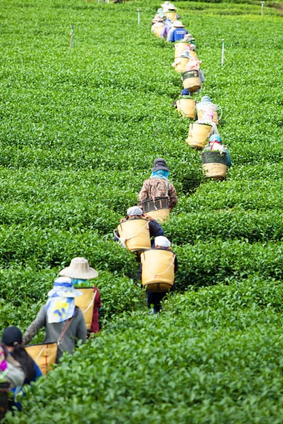 泰国的茶园。