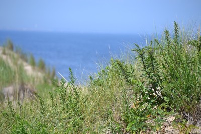 东海岸沙丘覆盖海滩