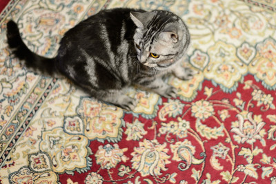 家猫