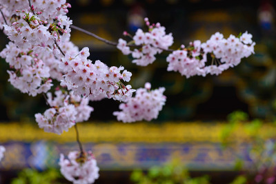春日日本横滨，以中国寺庙为背景的花园中盛开的樱花