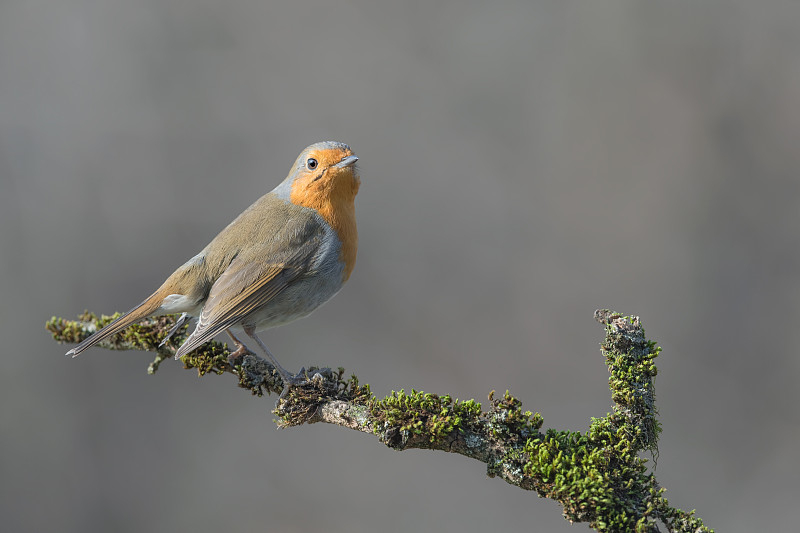 森林中的红知更鸟(Erithacus rubecula)