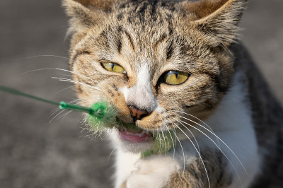 猫