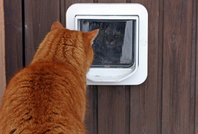 猫皮瓣