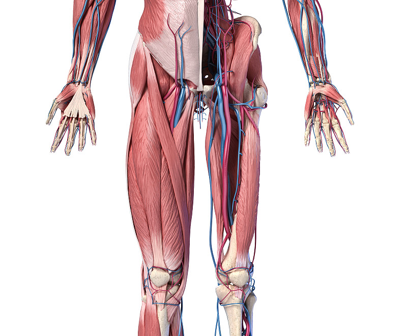 人体解剖学，四肢和髋部骨骼，肌肉和心血管系统。从前面看。