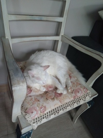 土耳其安哥拉猫-睡觉