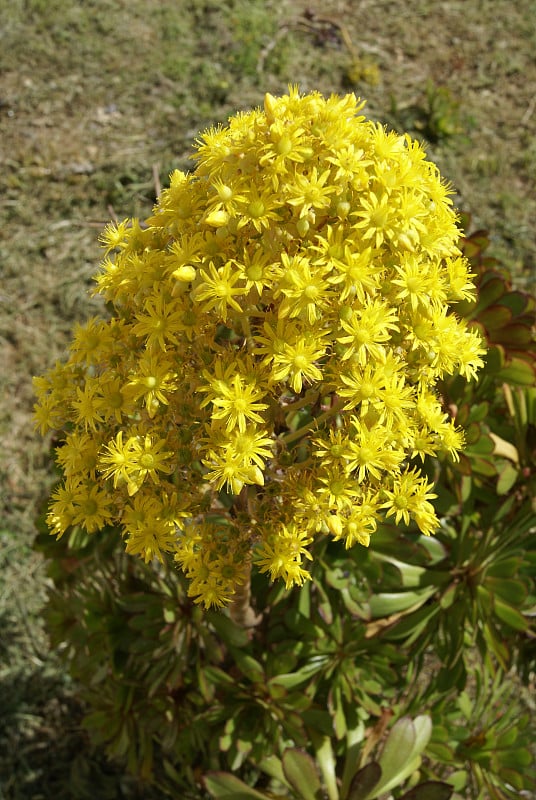 Aeonium arboreum