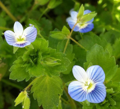 Veronica persica