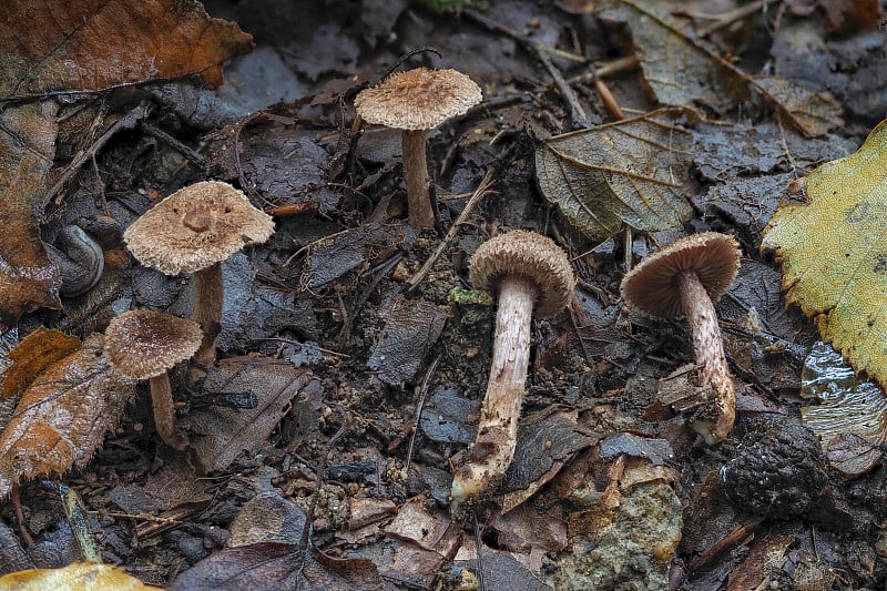 环状纤维帽(Inocybe cininnata)是一种不可食用的蘑菇